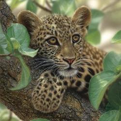 Leopard Cub - Tree Hugger | Obraz na stenu