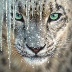 Snow Leopard - Blue Ice | Obraz na stenu