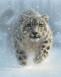 Snow Leopard - Snow Ghost - Vertical | Obraz na stenu