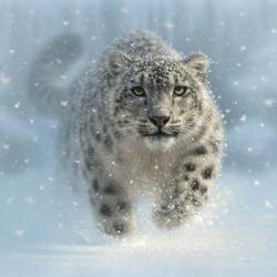 Snow Leopard - Snow Ghost | Obraz na stenu