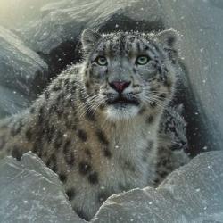 Snow Leopard - The Fortress | Obraz na stenu