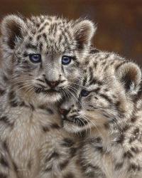 Snow Leopard Cubs - Playmates | Obraz na stenu