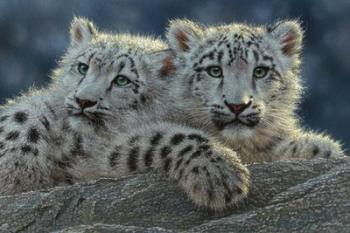 Snow Leopard Cubs | Obraz na stenu
