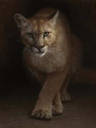 Cougar - Emergence | Obraz na stenu