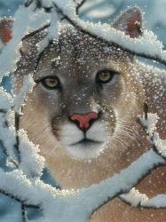 Cougar - Silent Encounter | Obraz na stenu