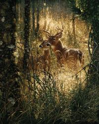 Whitetail Deer - A Golden Moment | Obraz na stenu
