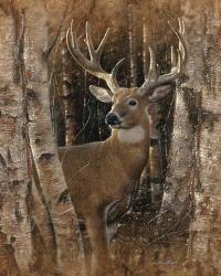 Whitetail Deer - Birchwood Buck | Obraz na stenu
