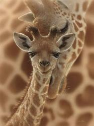 Newborn Giraffe | Obraz na stenu