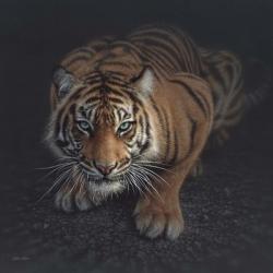Crouching Tiger | Obraz na stenu