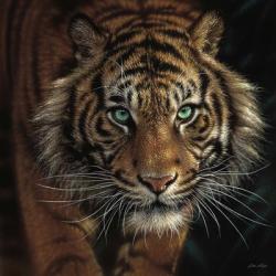 Eye of the Tiger - Square | Obraz na stenu