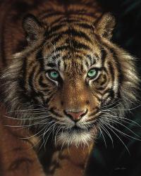 Eye of the Tiger | Obraz na stenu