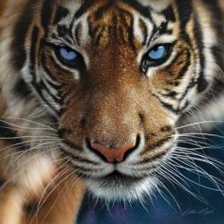 Tiger - Blue Eyes | Obraz na stenu