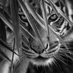 Tiger - Blue Eyes Bamboo - B&W | Obraz na stenu