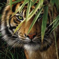 Tiger - Emerald Forest | Obraz na stenu