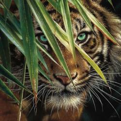 Tiger Eyes | Obraz na stenu