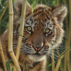 Tiger Cub - Discovery | Obraz na stenu