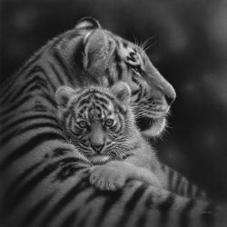 Tiger Mother and Cub - Cherished - B&W | Obraz na stenu