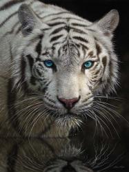 White Tiger - Into the Light | Obraz na stenu