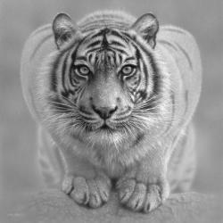 White Tiger - Wild Intentions - B&W | Obraz na stenu
