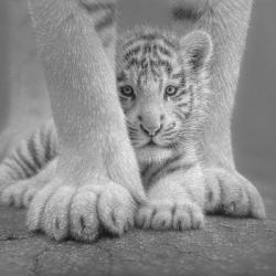 White Tiger Cub - Sheltered - B&W | Obraz na stenu