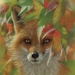 Autumn Red Fox | Obraz na stenu