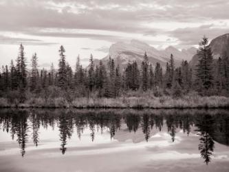 BW Treeline | Obraz na stenu