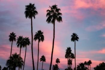 Palm Sunset | Obraz na stenu