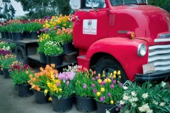 Floral Truck | Obraz na stenu