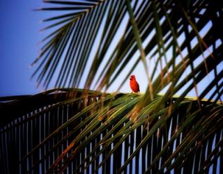 Cardinal | Obraz na stenu