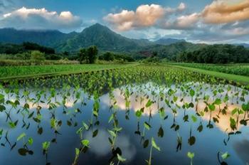 Emerald Landscape | Obraz na stenu