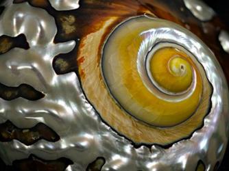 Shell Spiral II | Obraz na stenu
