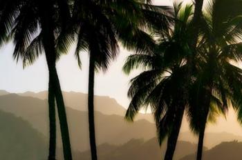 Misty Palms II | Obraz na stenu