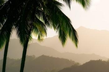 Misty Palms III | Obraz na stenu