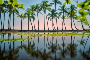 Palm Tree Reflections | Obraz na stenu