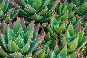 Succulents III | Obraz na stenu