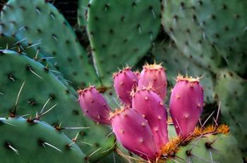 Pink Cactus | Obraz na stenu