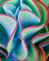 Succulent VII | Obraz na stenu