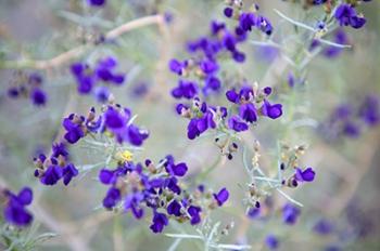 Purple Flowers | Obraz na stenu