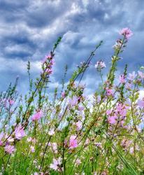 Wild Flowers | Obraz na stenu