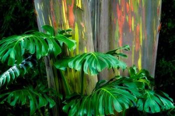 Tropical Leaves | Obraz na stenu