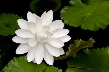 White Flower | Obraz na stenu