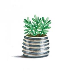 Striped Succulent | Obraz na stenu