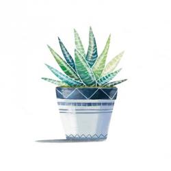Aloe Plant | Obraz na stenu