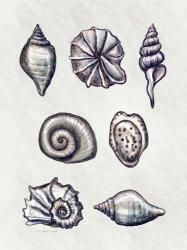 Shells I | Obraz na stenu