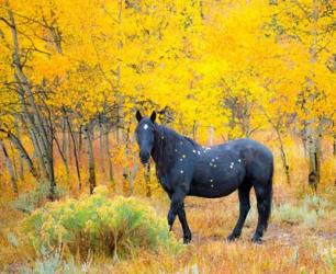 Horse & Aspens | Obraz na stenu