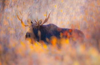 Autumn Bull | Obraz na stenu