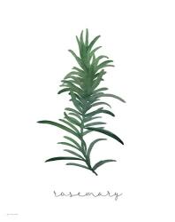 Rosemary | Obraz na stenu