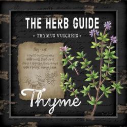 Herb Guide Thyme | Obraz na stenu