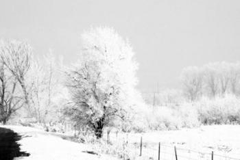 Winter Scene | Obraz na stenu