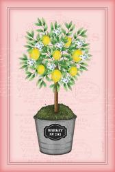 Lemon Topiary - Pink | Obraz na stenu